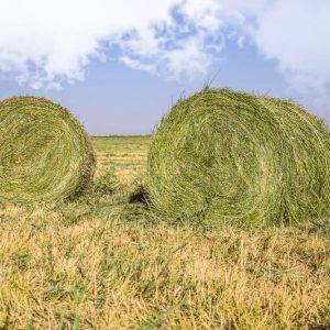baloȚi de lucernĂ