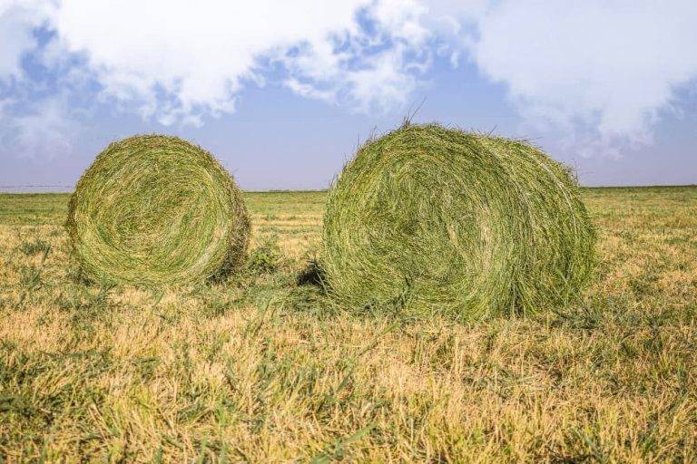baloȚi de lucernĂ